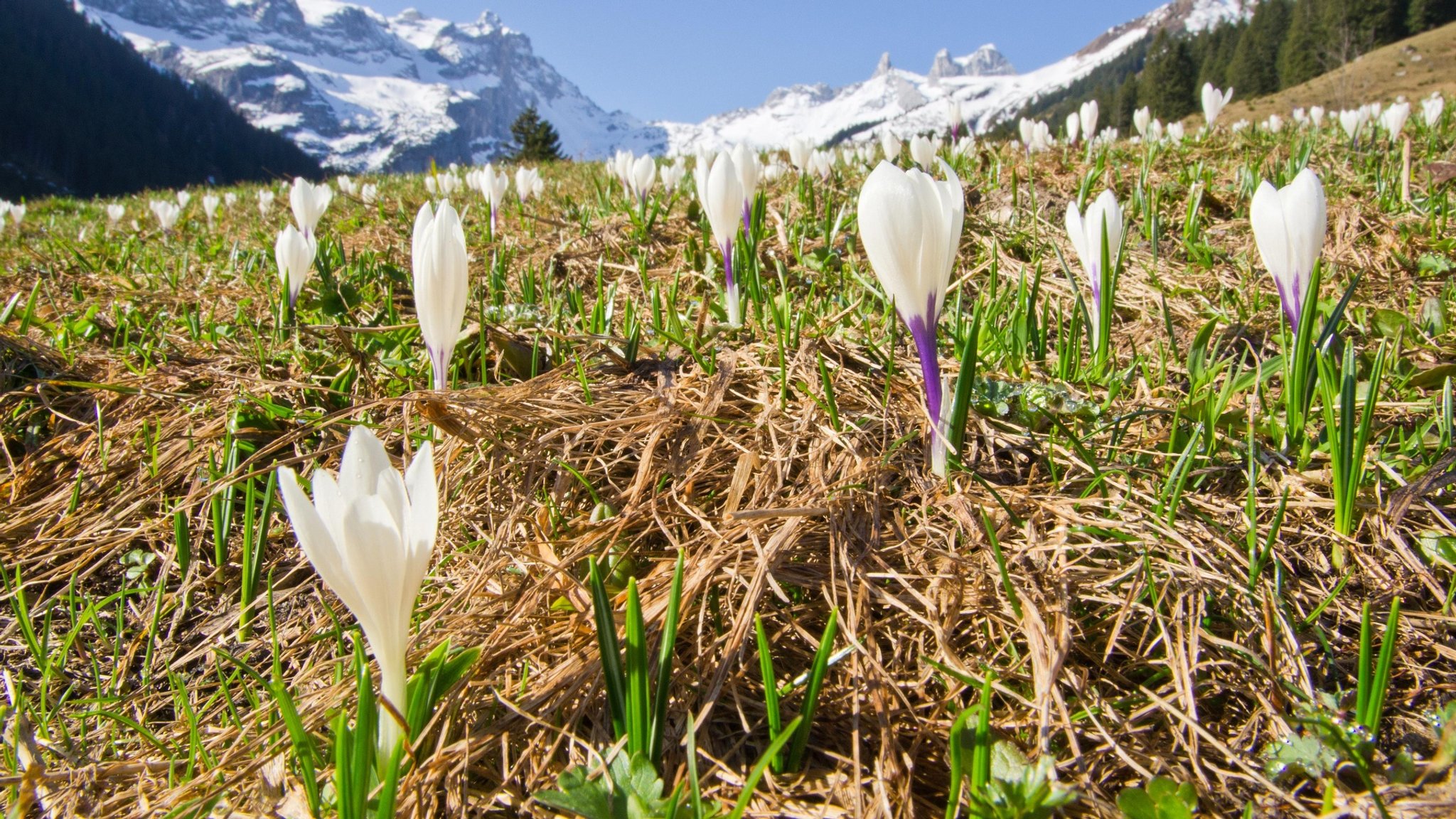 Alpen und Mittelgebirge · Die besten Bergsteiger-Dokus & Wandertouren