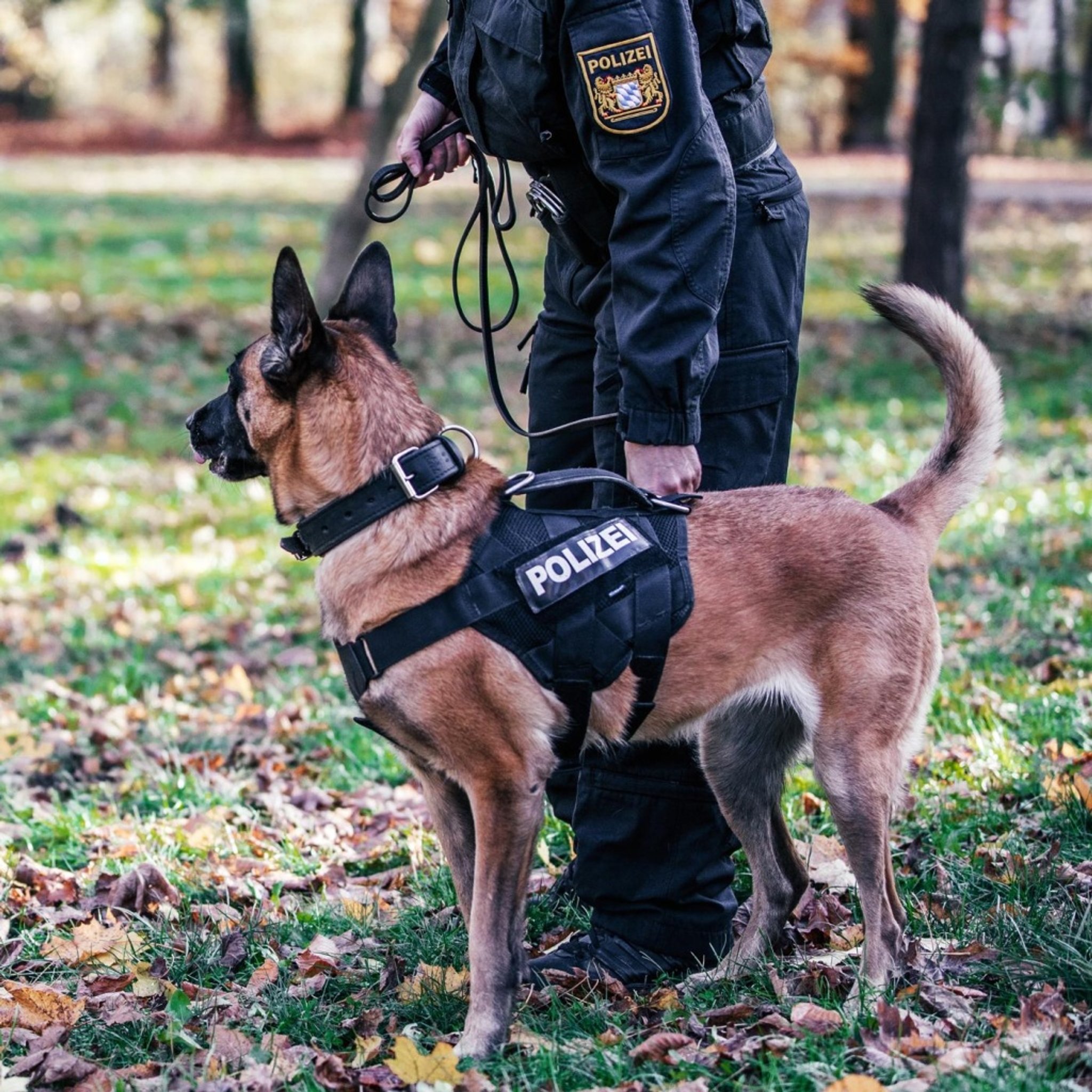 Der Polizeihund - Harte Ausbildung für Hund und Mensch