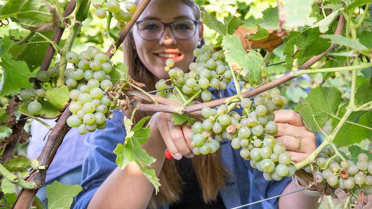 Weinlese mit Trauben für den Federweißen hat begonnen