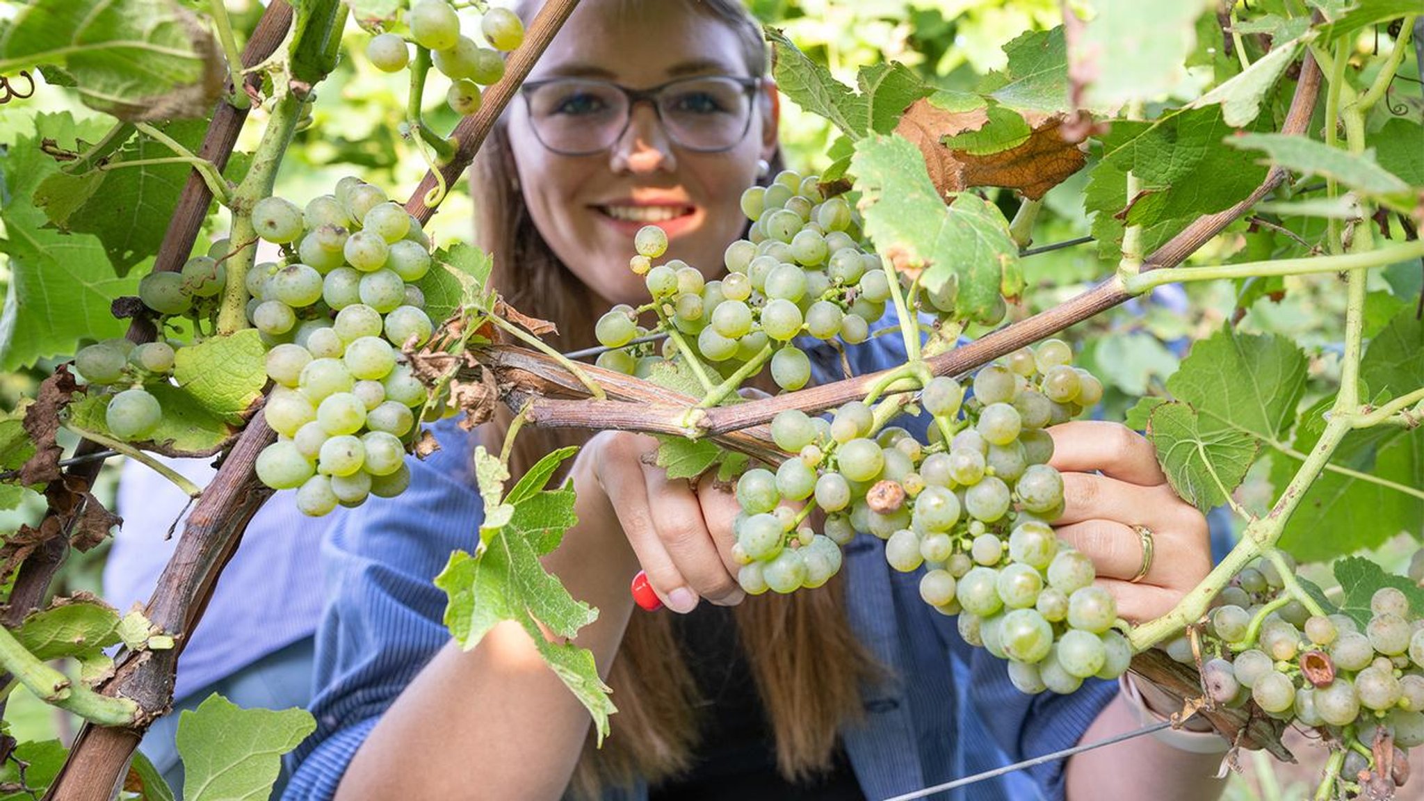 Weinlese mit Trauben für den Federweißen hat begonnen