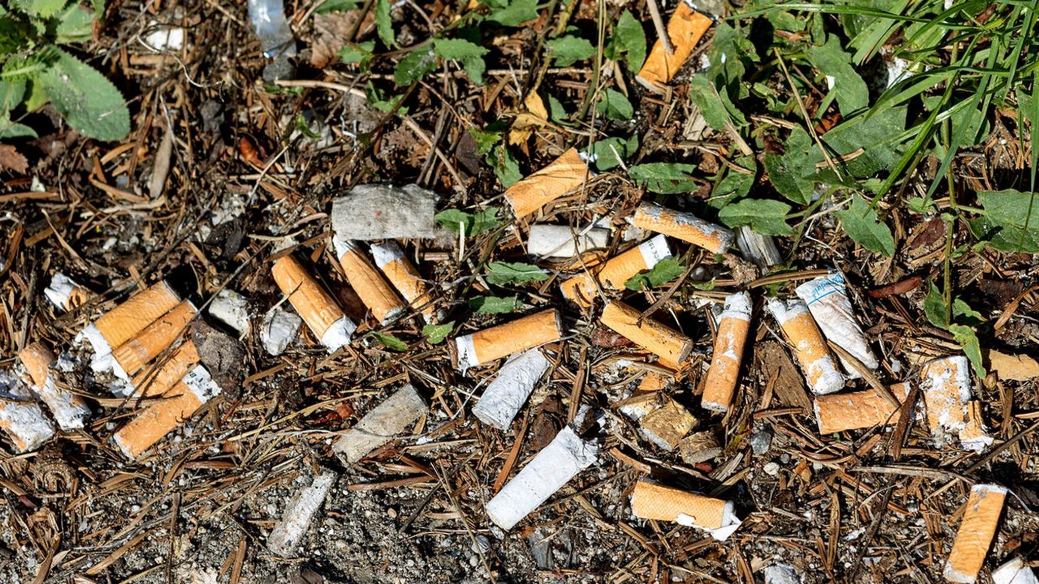 Müllproblem: Zigarettenkippen schaden Umwelt mehr als gedacht