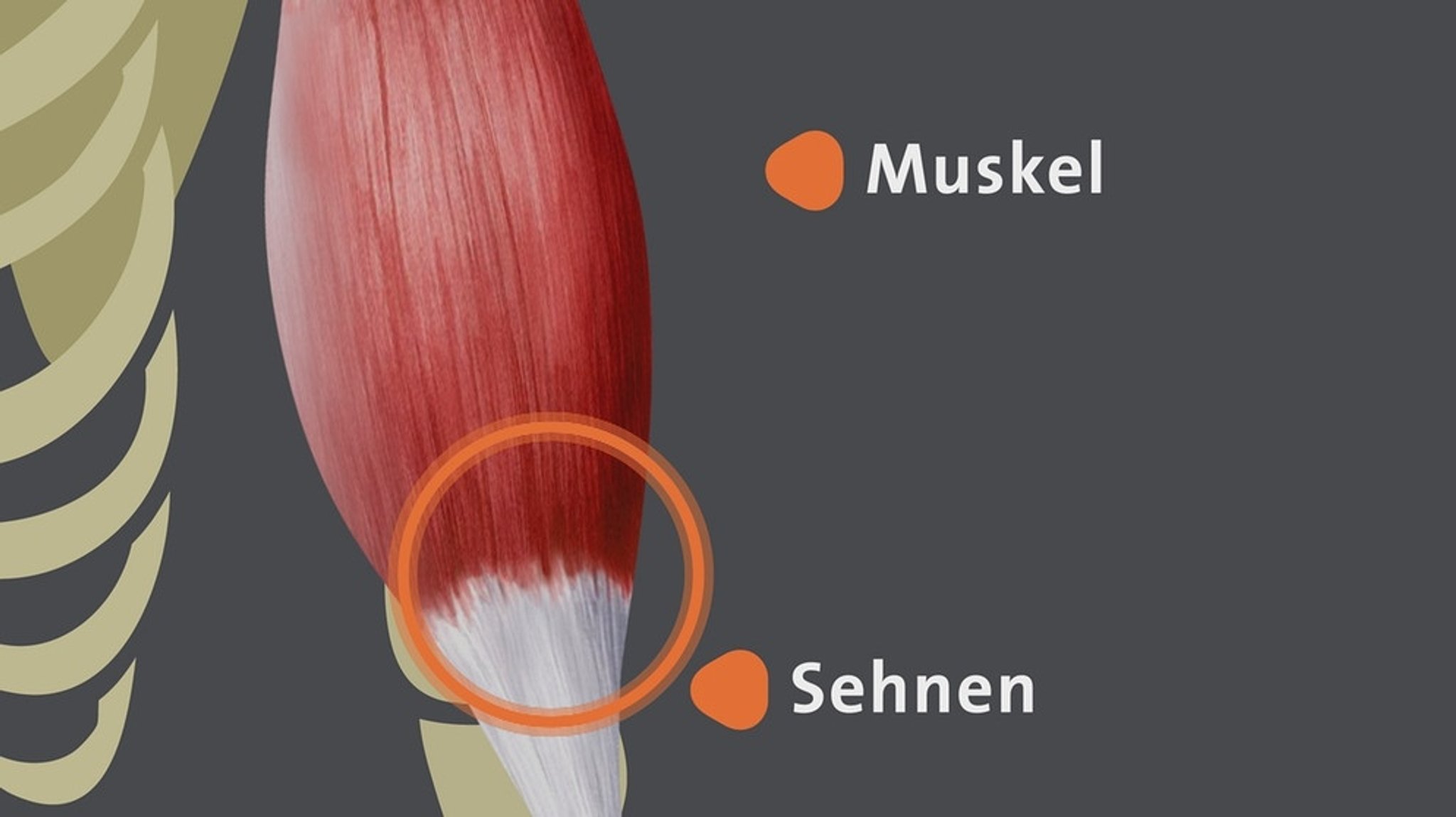 Haltung und Bewegung 1: Muskeln und Sehnen