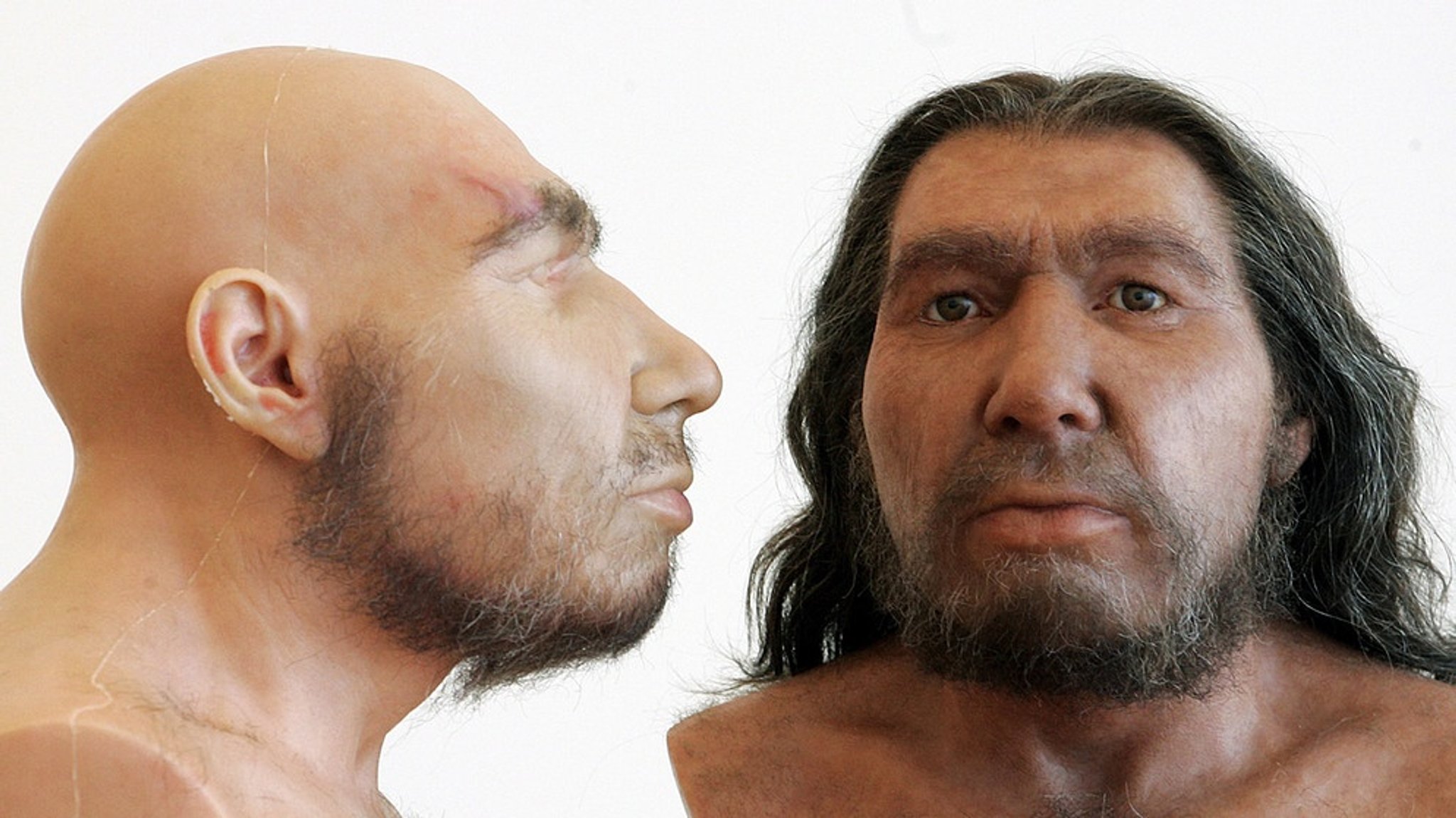 Evolution und Sexualität: 3. Evolution des Menschen