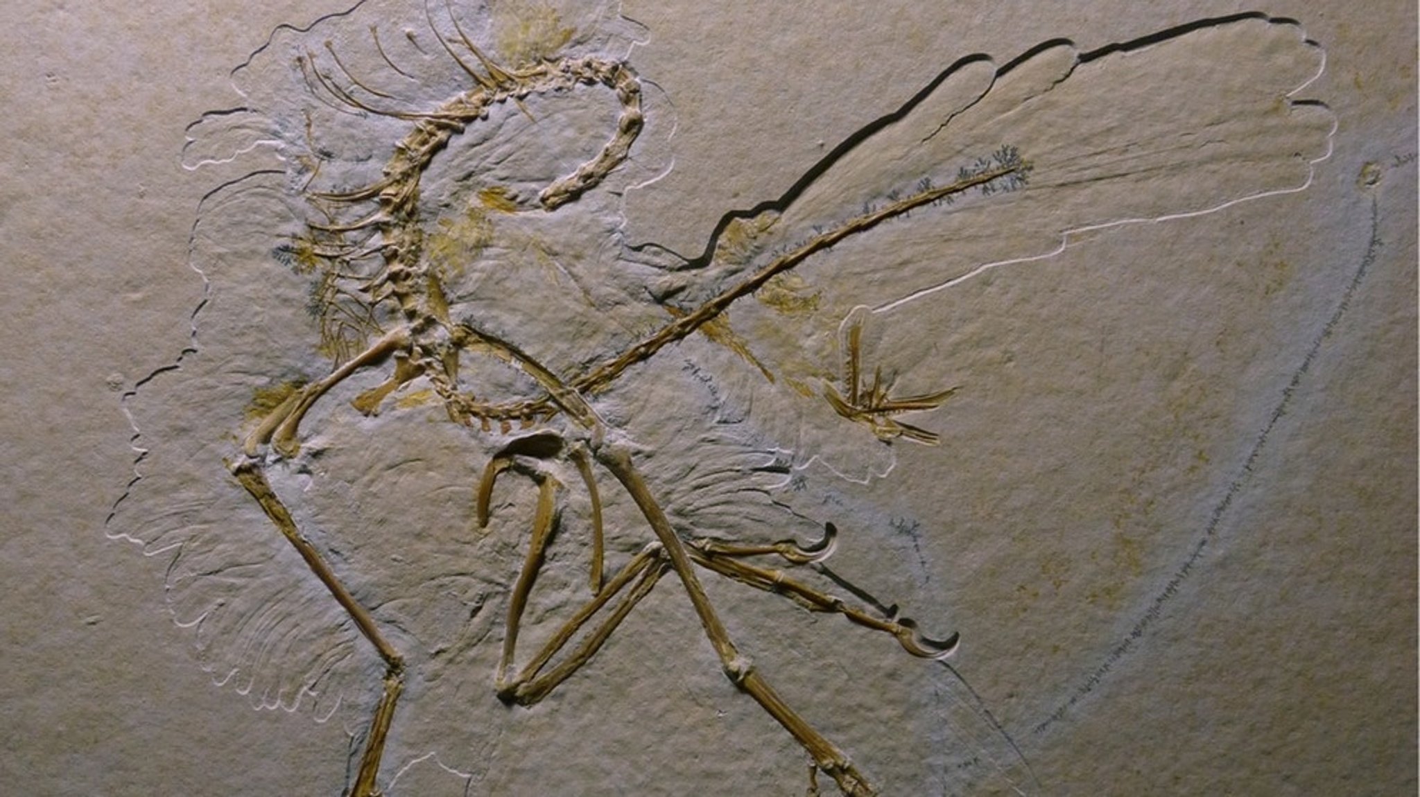 Urvogel Archaeopteryx: Dinosaurier oder Vogel?: Was wir bislang über Archaeopteryx wissen