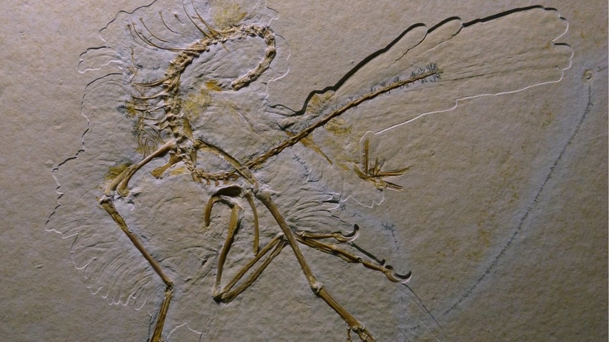 Mehr Infos zu Archaeopteryx und seinen Zeitgenossen