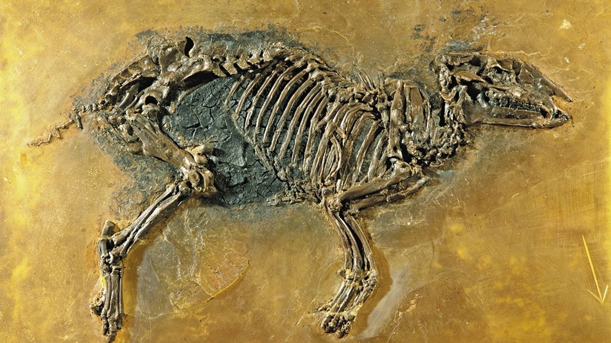 Fossilien aus der Grube Messel: Das Schatzkästchen der Evolution