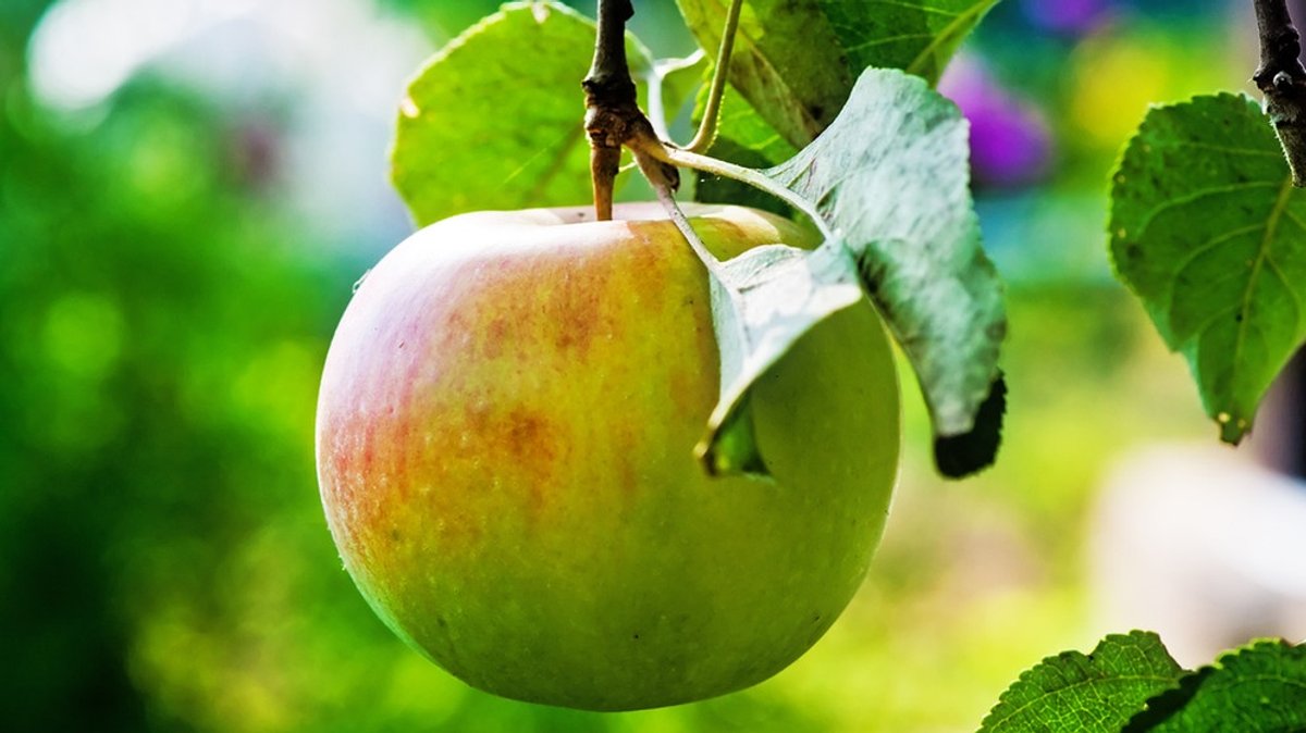 Apfel : So vitaminreich und kalorienarm ist die gesunde Lieblingsfrucht