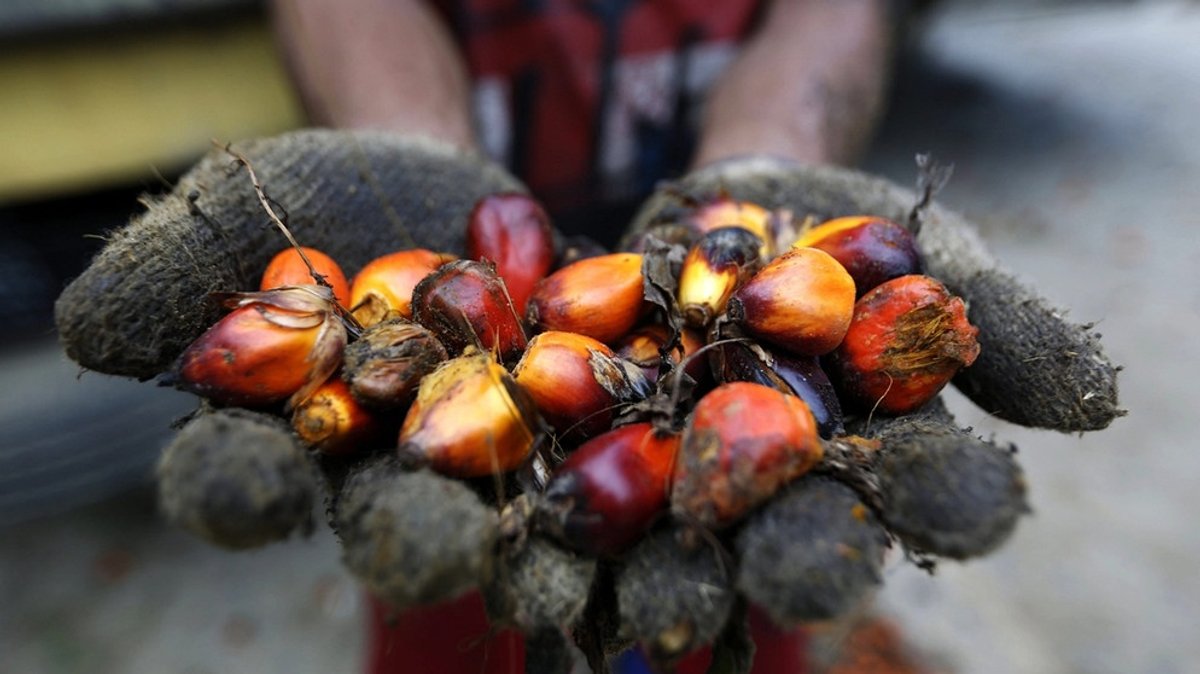 Palmöl: Warum man den Konsum von Palmöl einschränken sollte