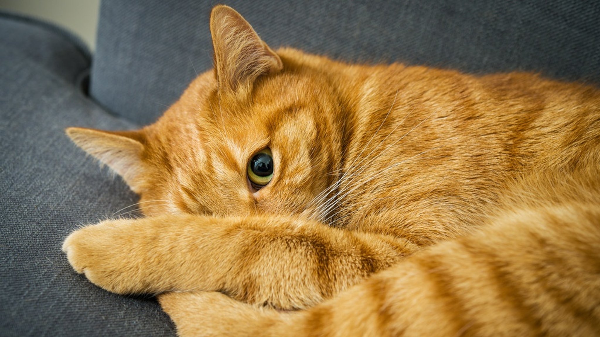 Neue Therapie gegen Katzenallergie: Therapeutische Antikörper gegen allergieauslösende Antikörper