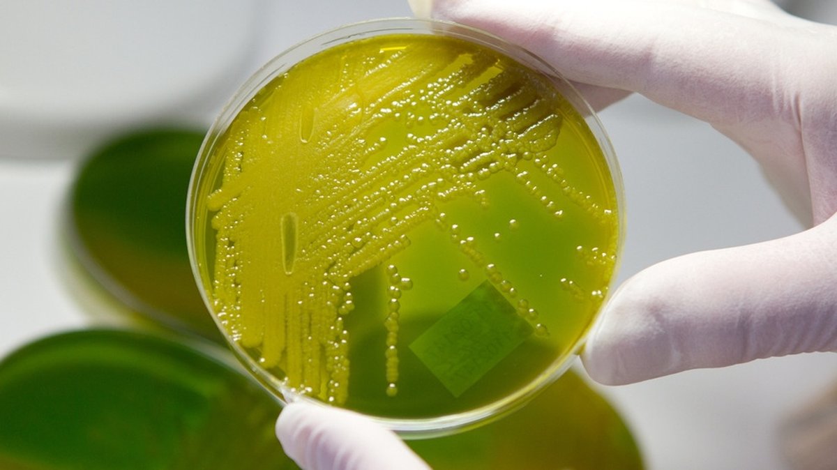 Antibiotika und multiresistente Keime: Antibiotikaresistenzen: Die Angst vor Superkeimen