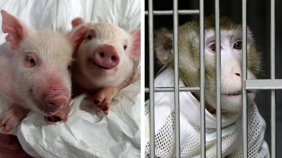 Xenotransplantation: Kann ein Schweineherz Menschenleben retten?