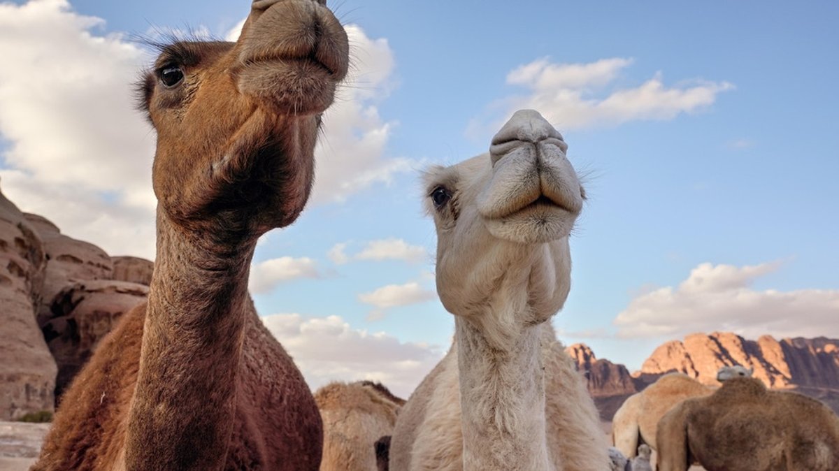 Tiere der Wüste: Wie überleben Tiere in der Wüste?
