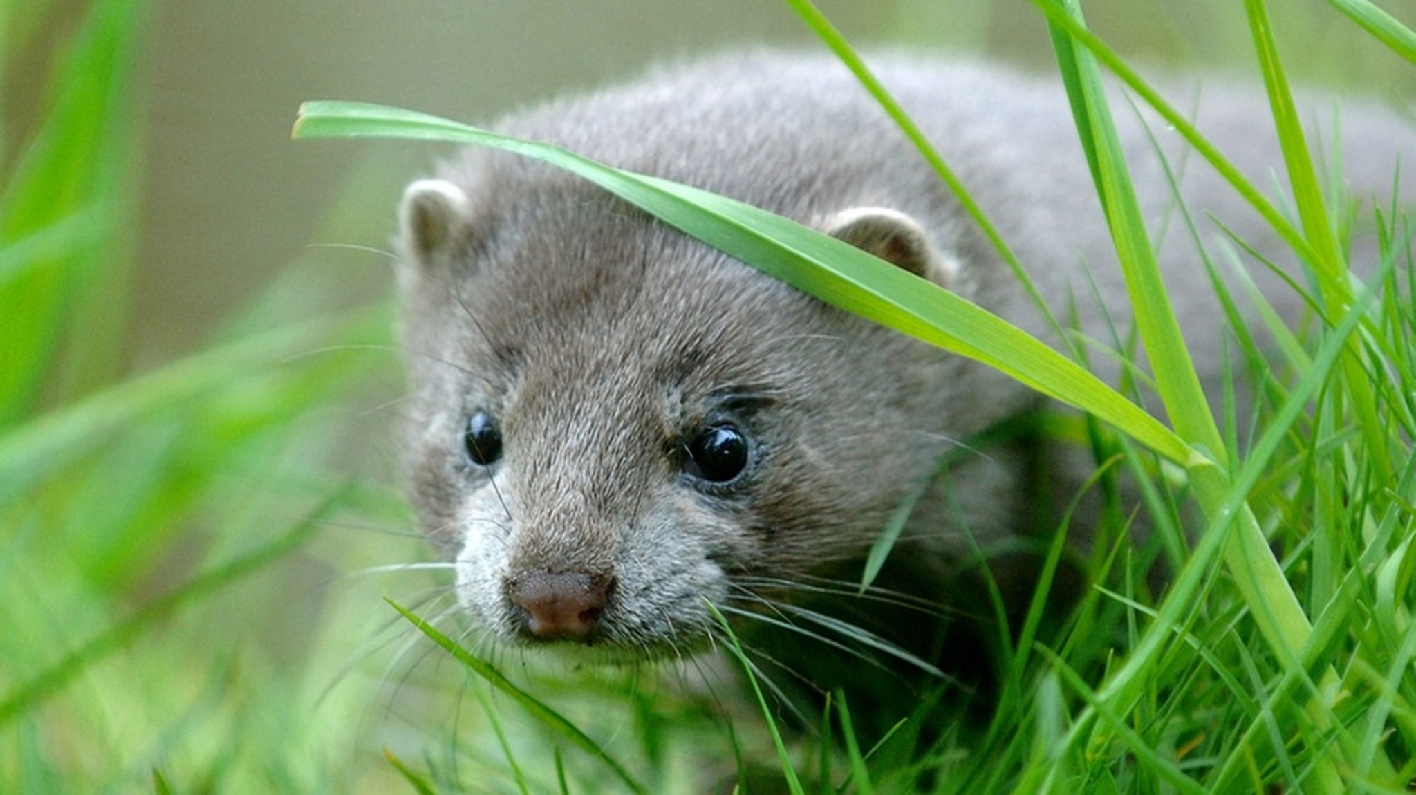 Neozoen: Tierarten in fremden Gebieten