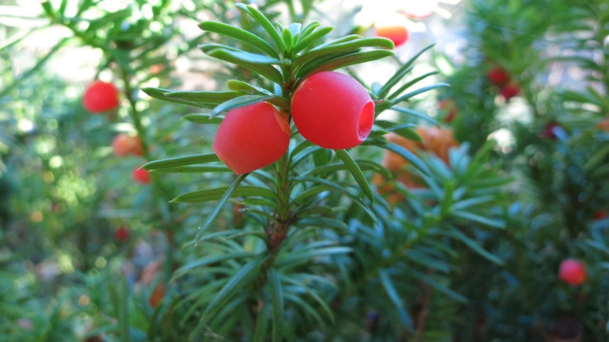 Giftige Eibe: Der Baum des Todes