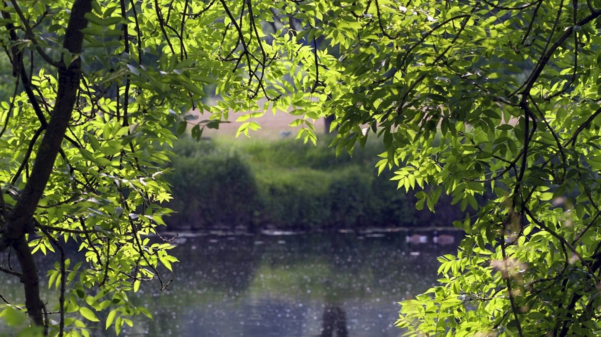 Auwälder in Bayern: Bäume im Auwald an der Donau