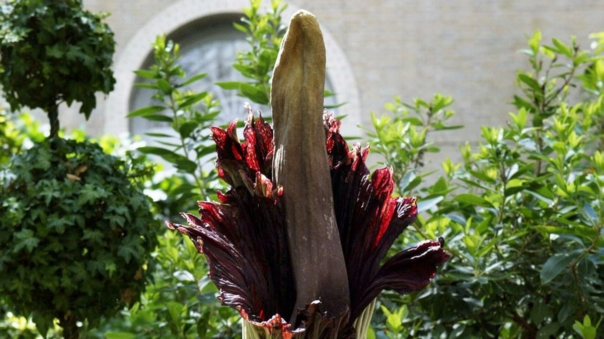 Titanwurz, die größte Blume: Ein kurzes, stinkendes Spektakel