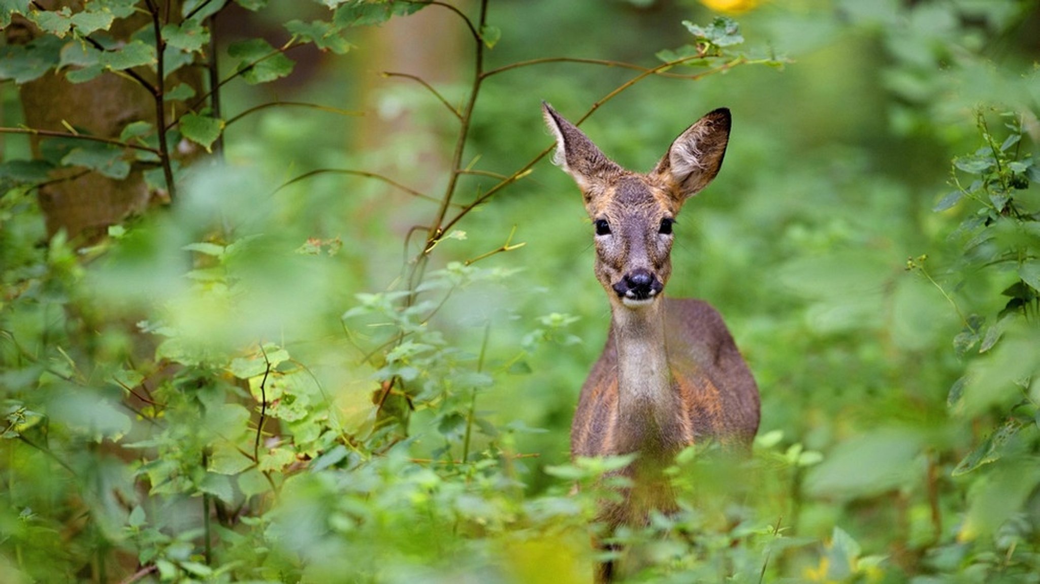 Lebensraum Wald: Tiere, Pflanzen und Lebensgemeinschaften im Wald