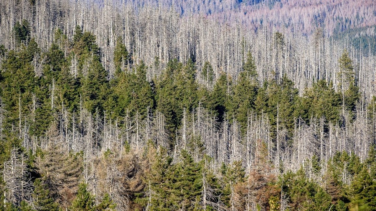 Wald in Gefahr: Was dem Wald Probleme macht