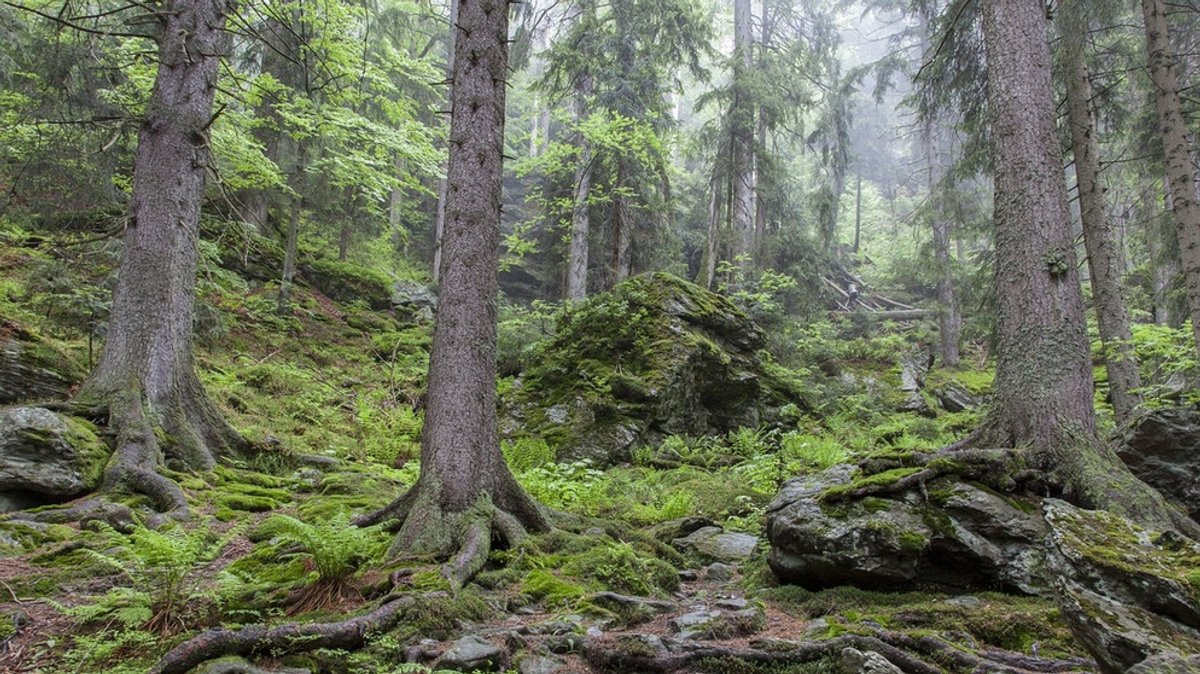 Wald in Bayern: Der Lebensraum Wald ist in Gefahr