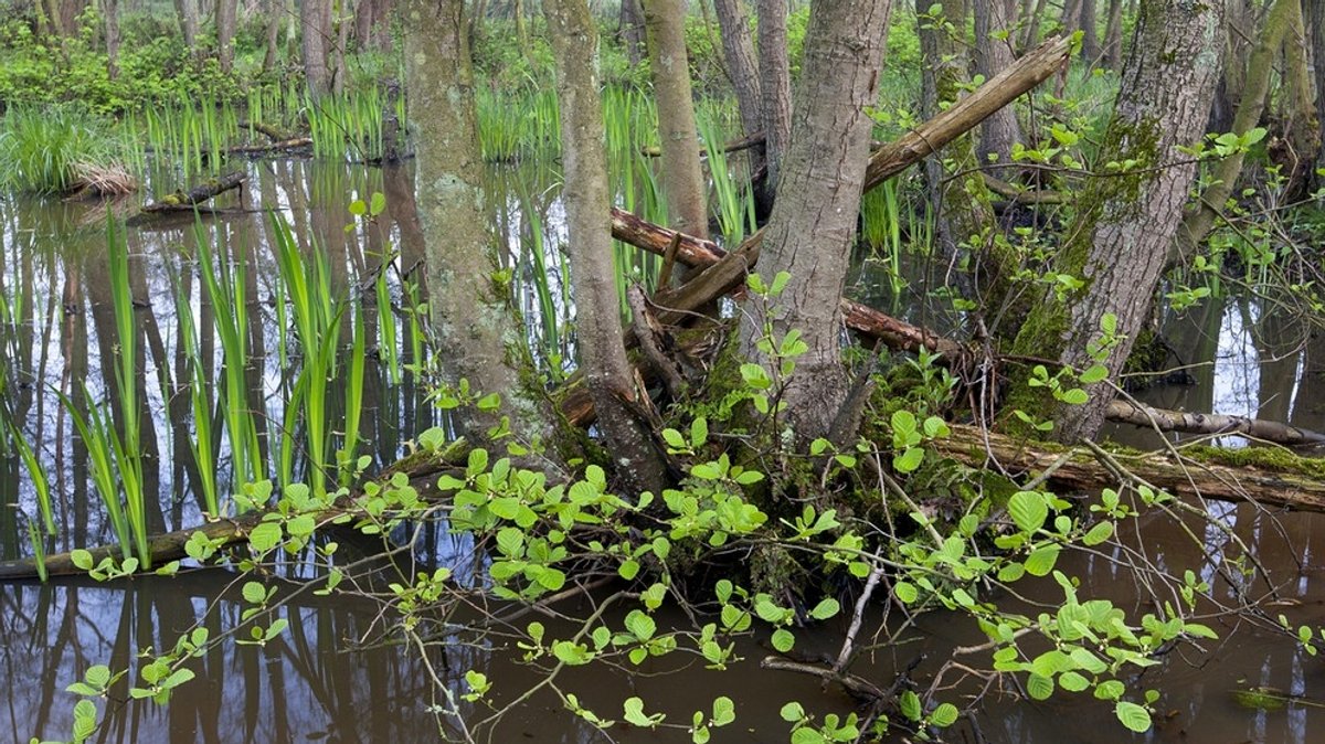 Auwald: Lebensraum Wald am Wasser