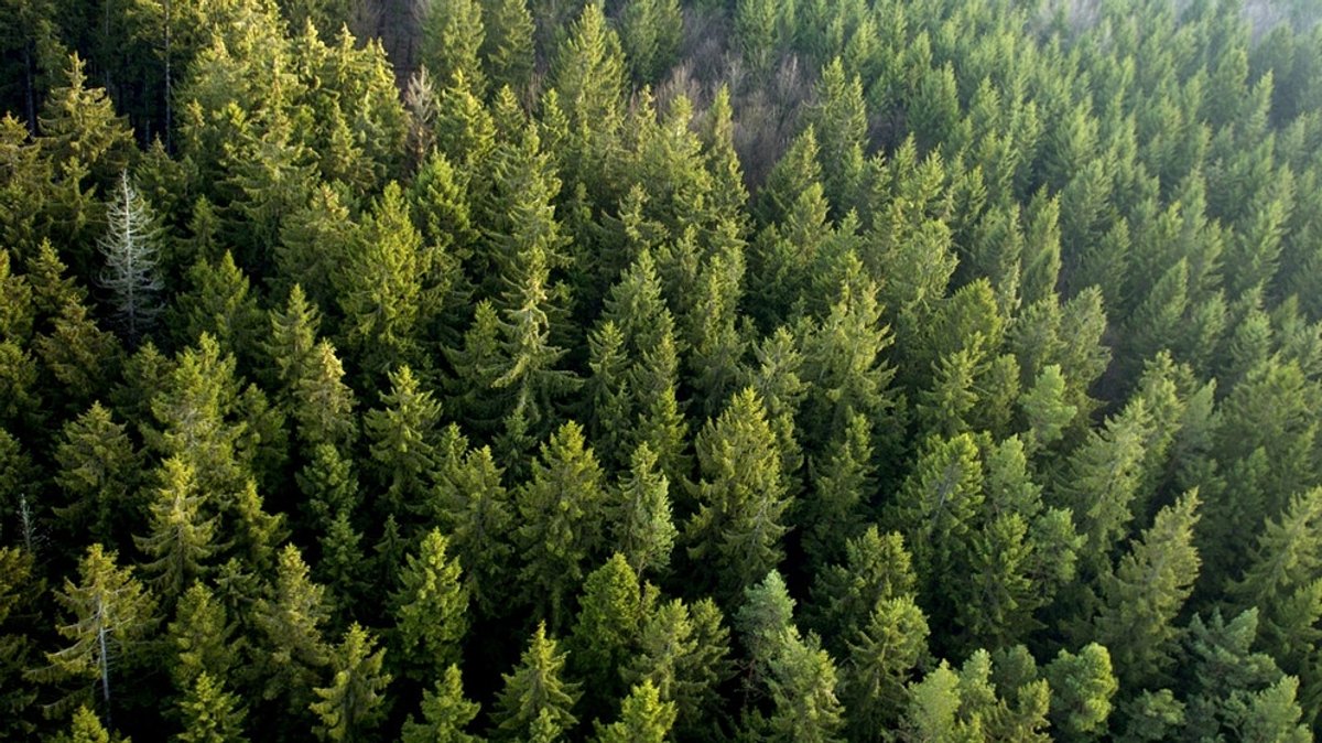 Kleine Geschichte des Waldes: Der Wald und seine dunkle Vergangenheit
