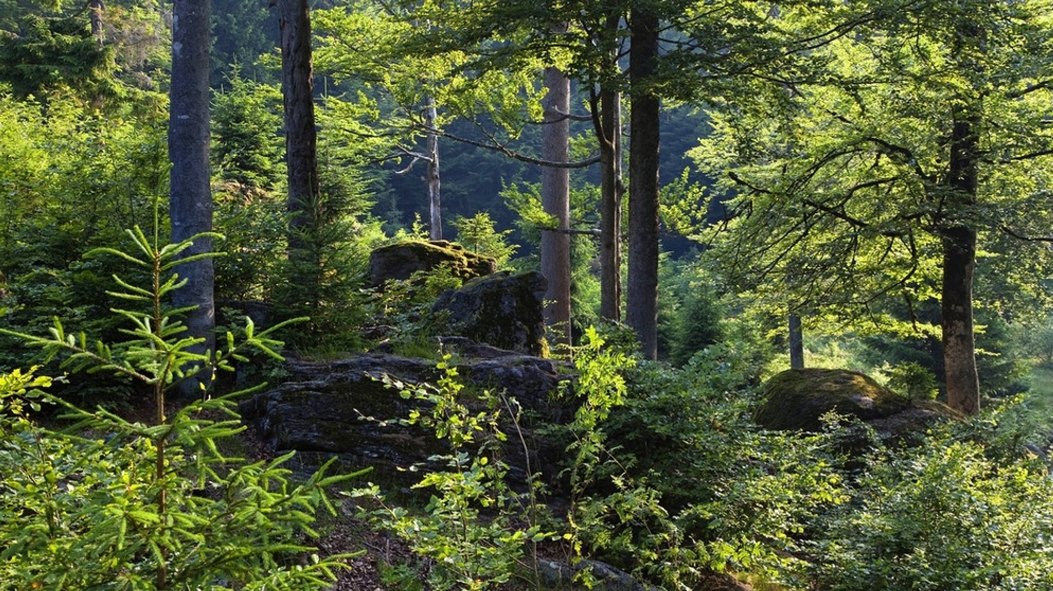 Wald der Zukunft: Die Suche nach klima- und schädlingsresistenten Bäumen