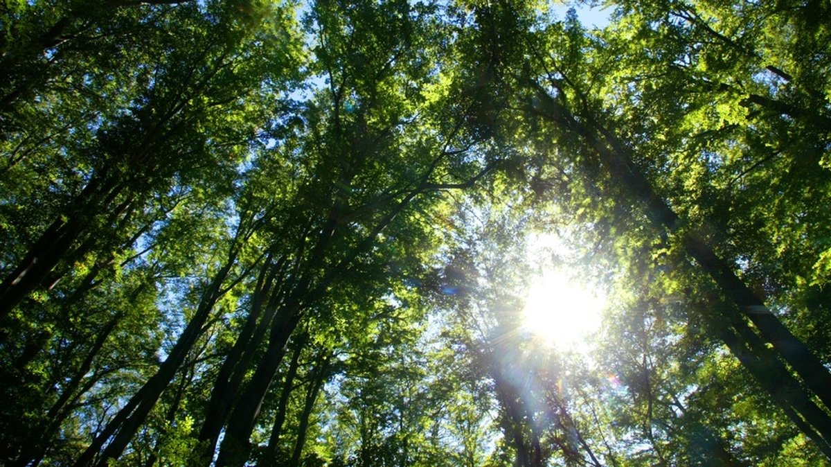 Der Wald, unser Beschützer: Die vielfältigen Funktionen des Waldes