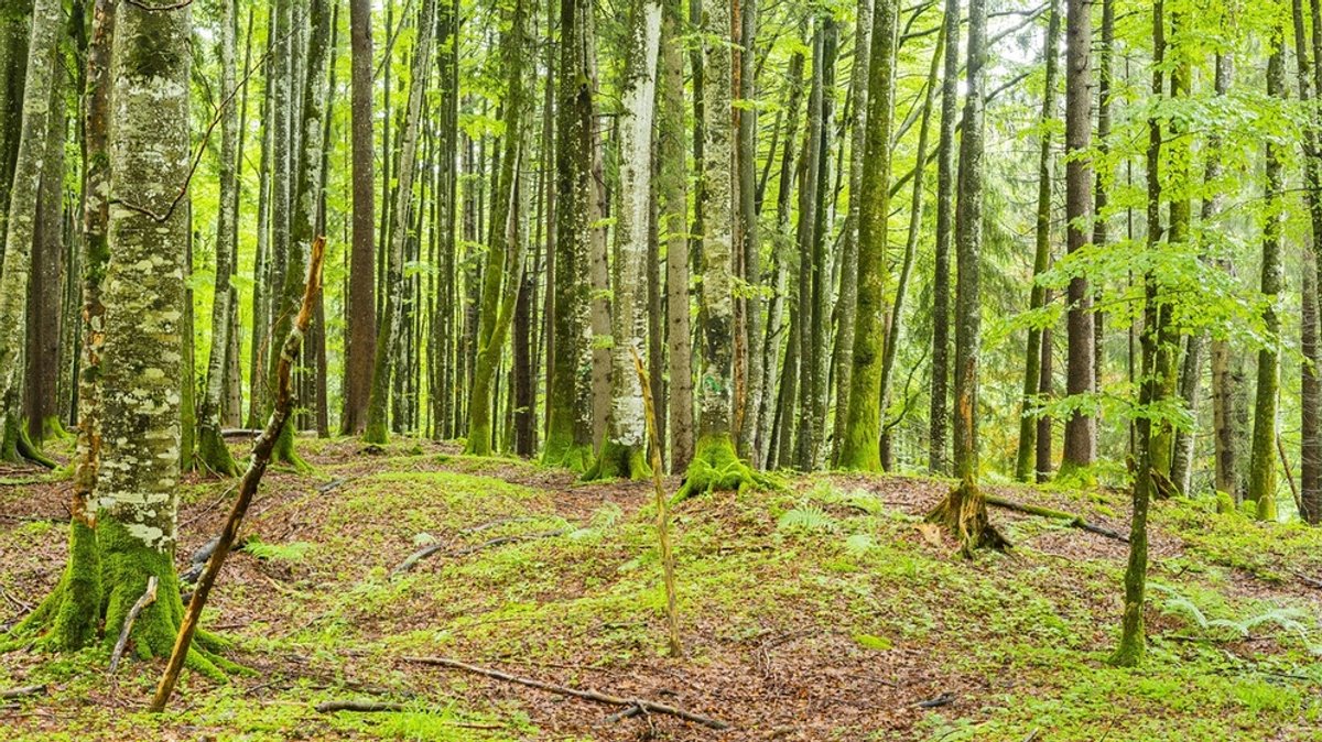 Waldzustand 2020: Zustand der Wälder in Bayern bereitet Sorge