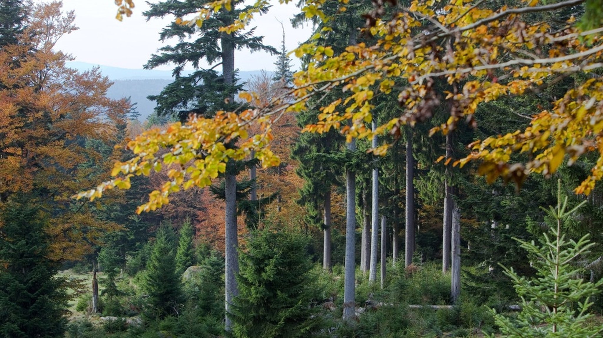 Waldumbau in Bayern: Von der Monokultur zurück zum Mischwald