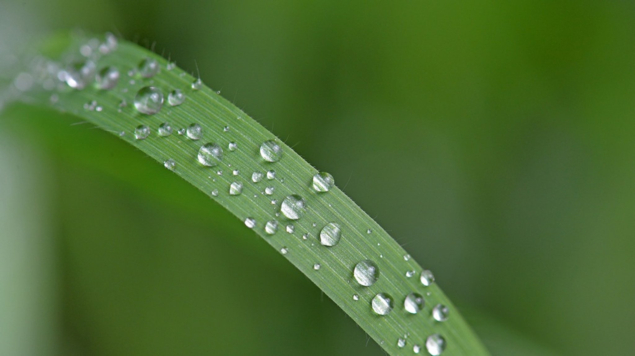 Der Lotuseffekt: Bionik - der Natur abgeschaut