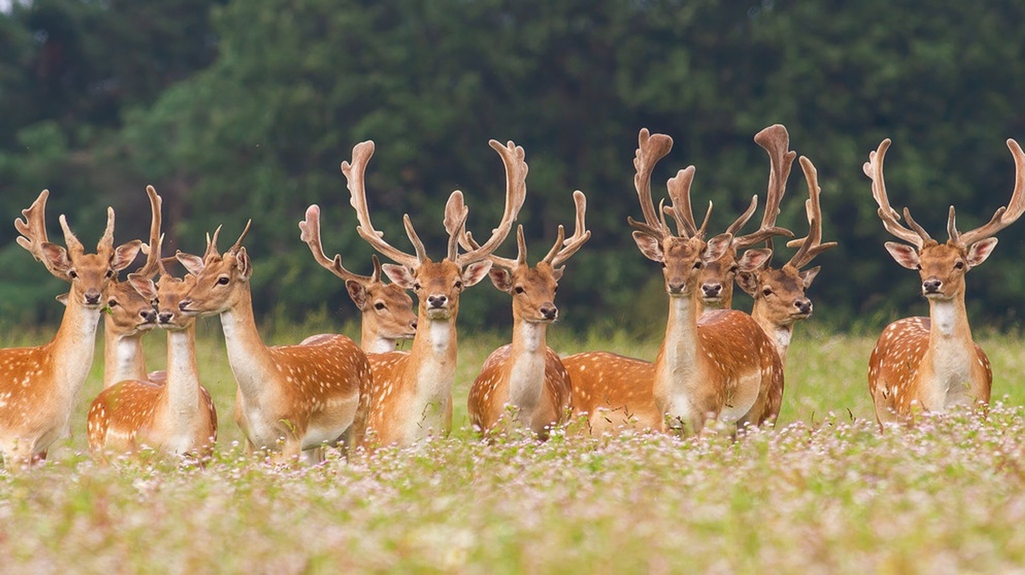 Natur: Tiere, Pflanzen und Naturgewalten