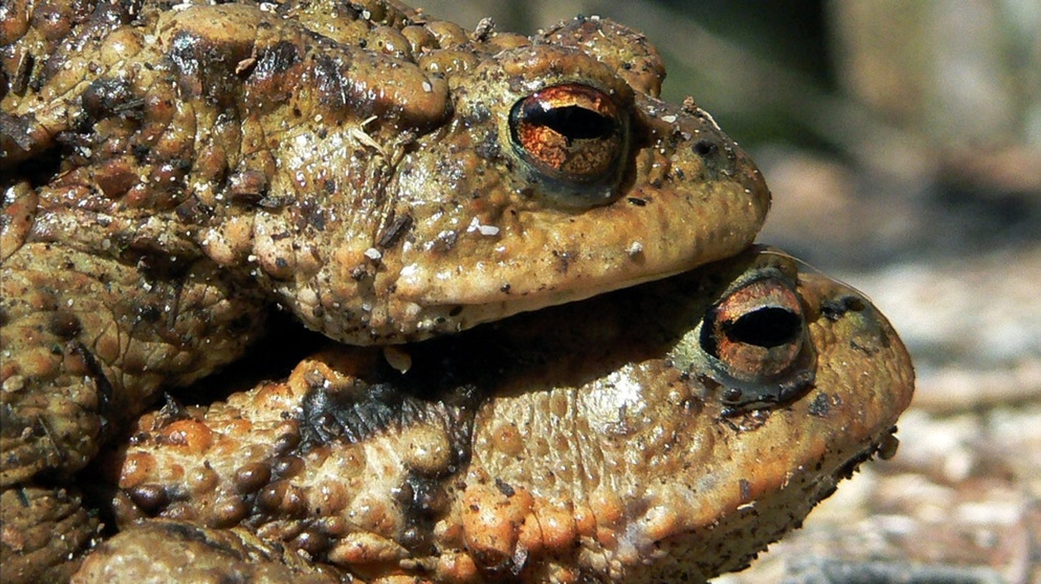 Amphibien in Deutschland: Blick durch beim Lurch: Frösche, Kröten und andere Amphibien