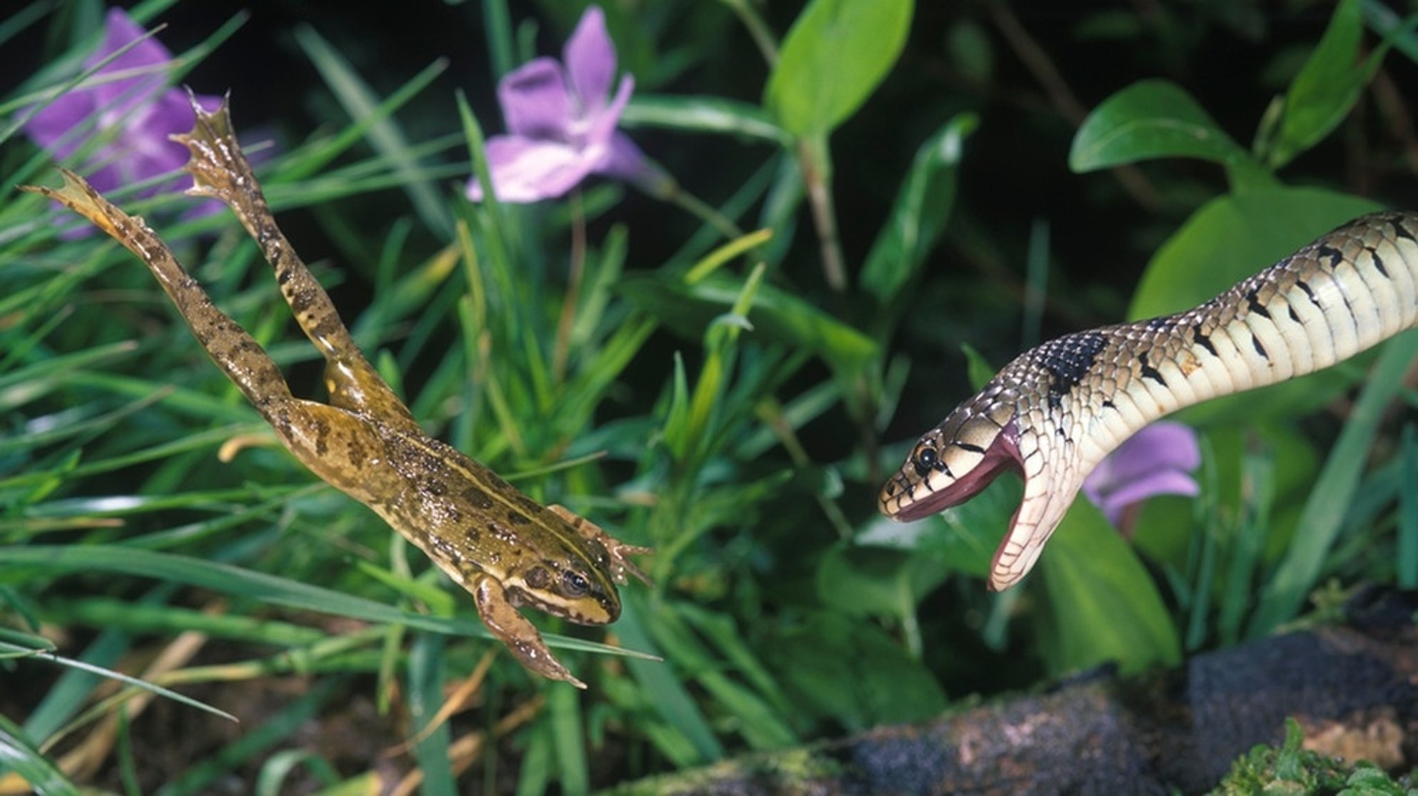 Amphibien und Reptilien: Die Welt der Lurche und Kriechtiere