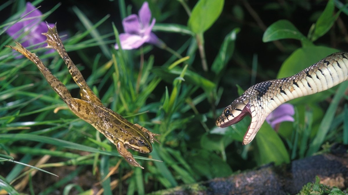 Amphibien und Reptilien: Die Welt der Lurche und Kriechtiere