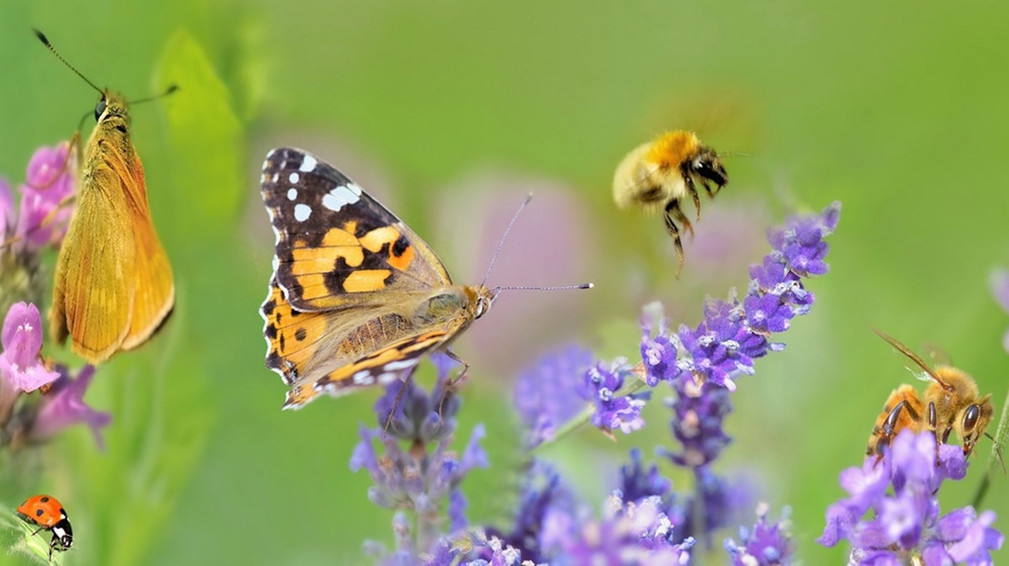 Biodiversität: Fünf Gründe für das Artensterben - und was ihr dagegen tun könnt 