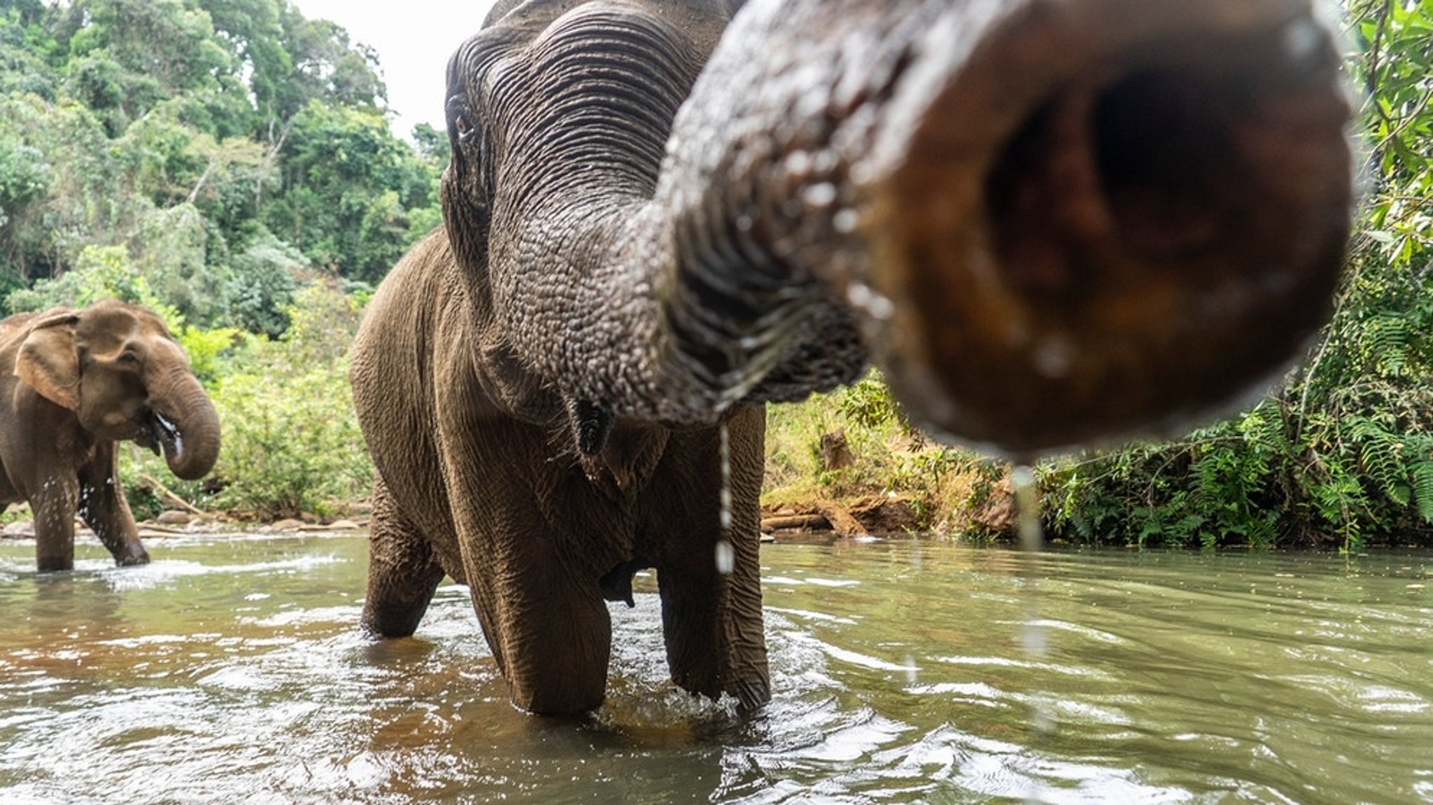 Elefant: Rüsseltier mit Familiensinn