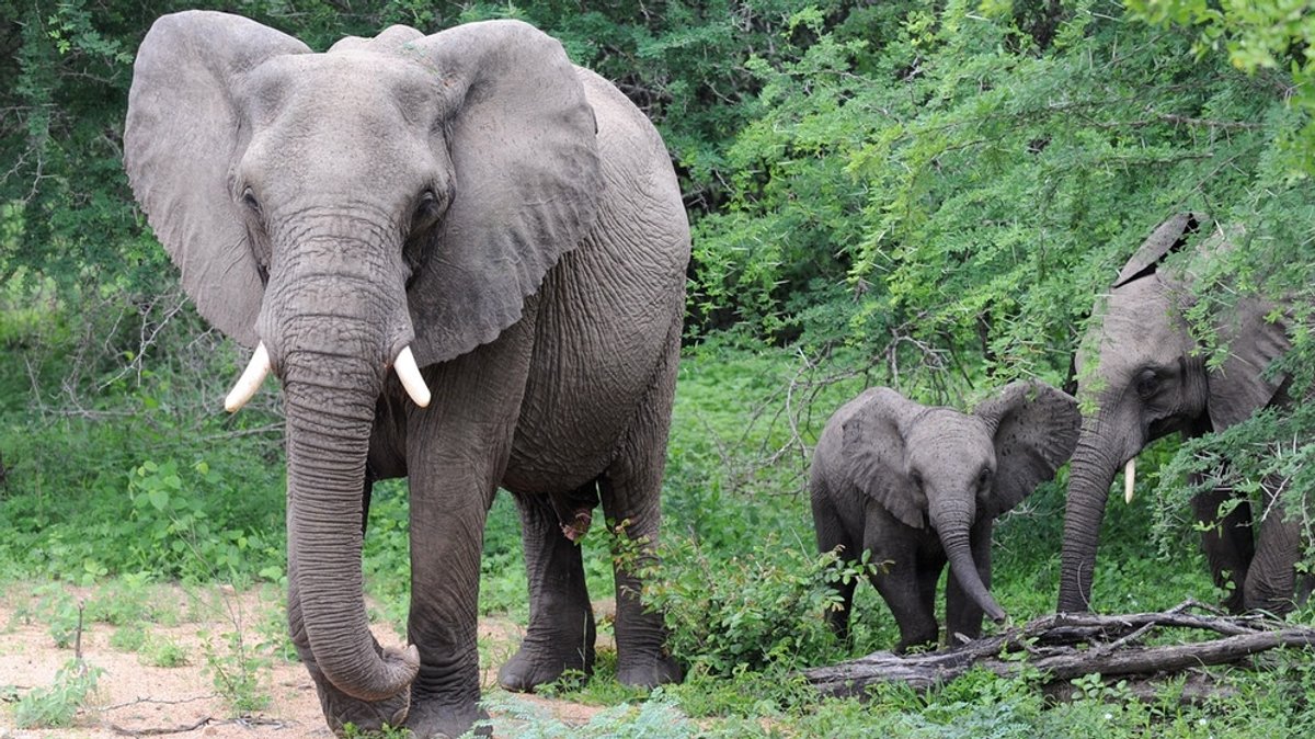 Elefant: Der Größte und Stärkste im Tierreich