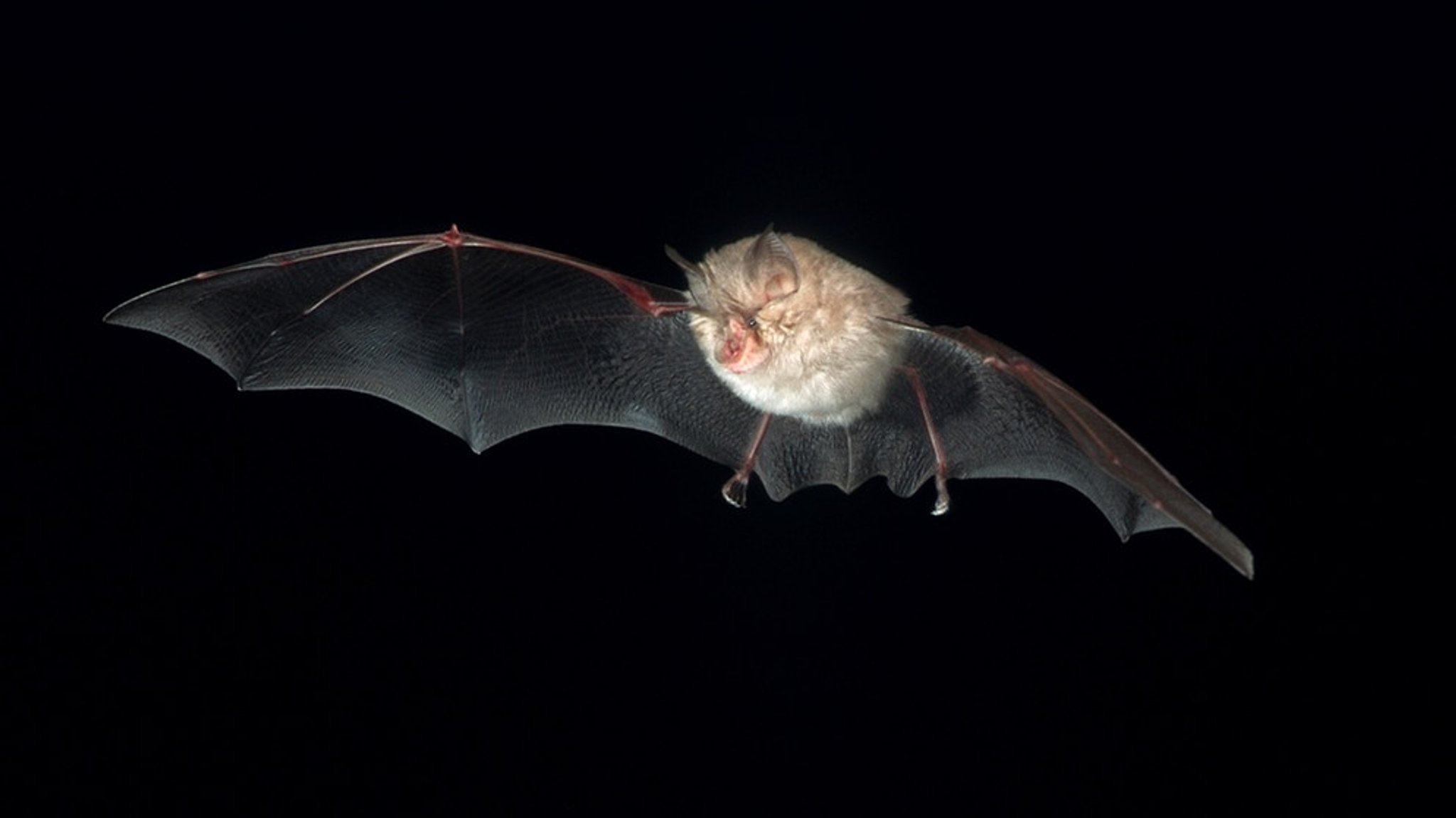 Fledermäuse: Lautlose Jäger der Nacht