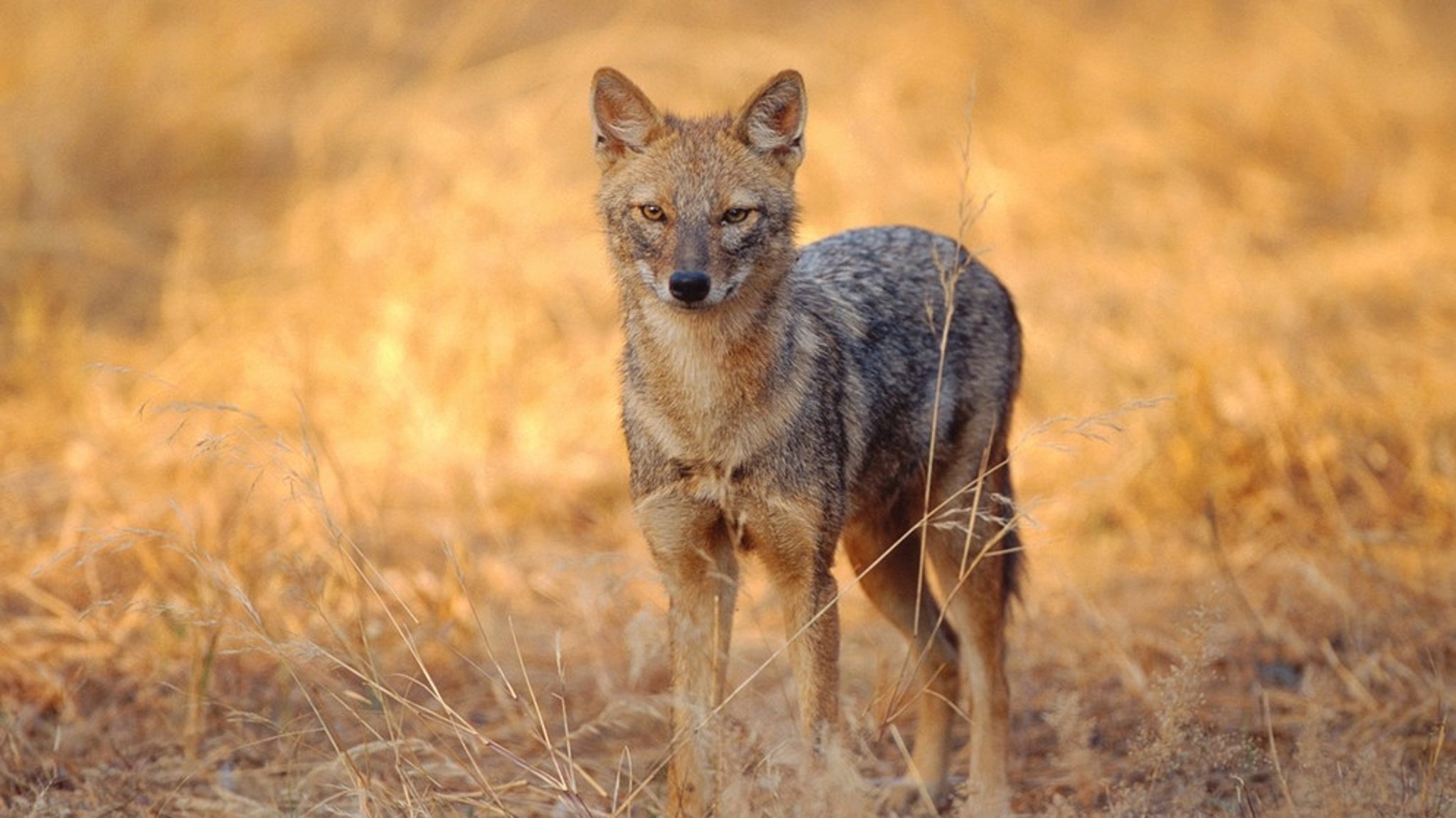 Goldschakal: Der eingewanderte Wildhund hat erstmals Nachwuchs in Deutschland