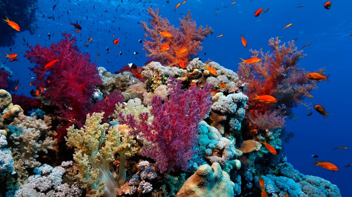 Klimawandel: Warum das Korallensterben uns alle angeht
