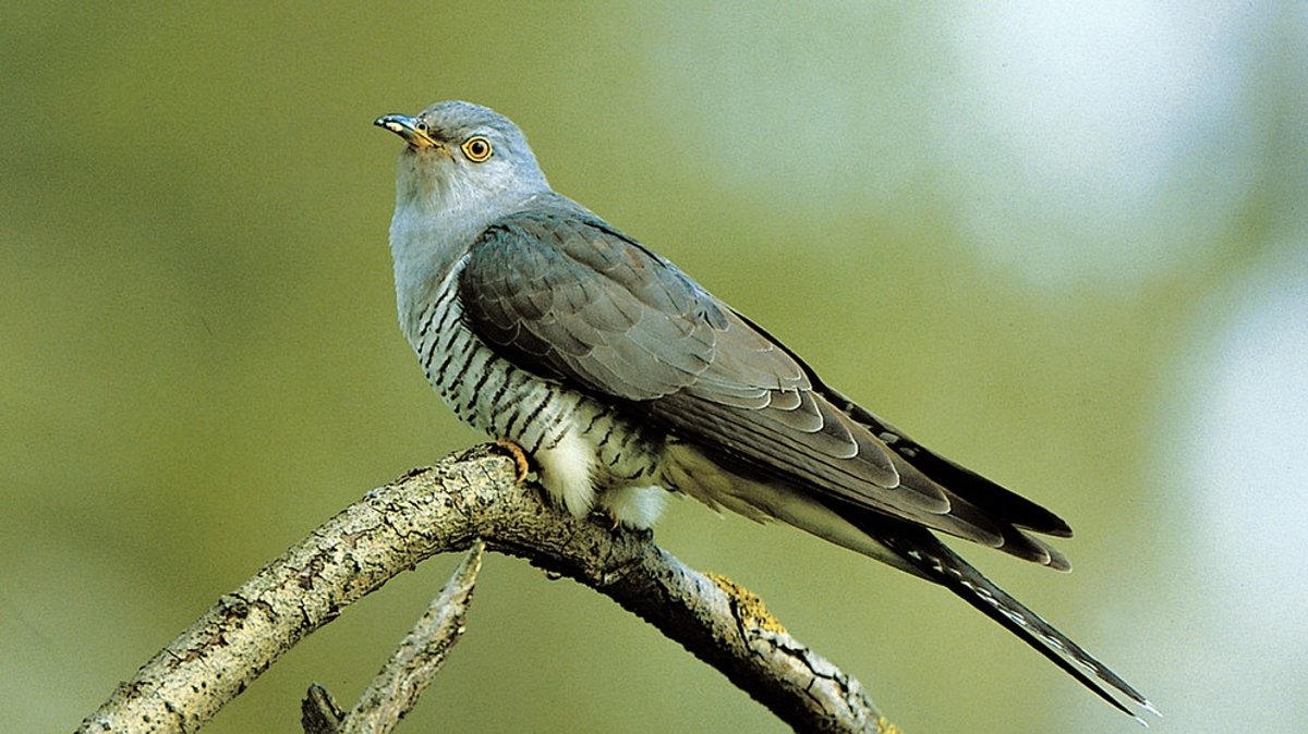 Zugvögel bedroht: Viele Vögel überleben ihre Reise nicht
