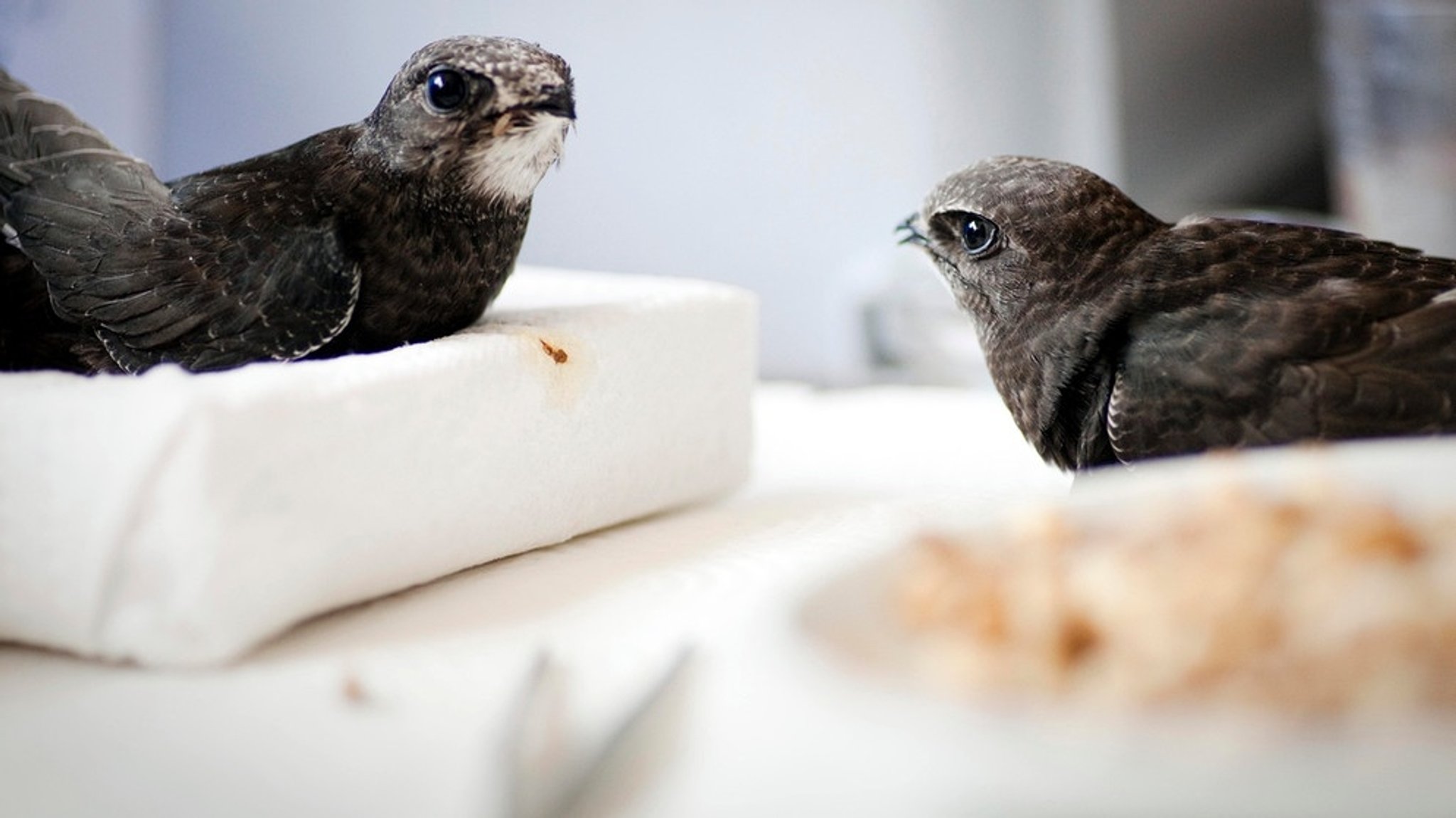 Heimische Vögel