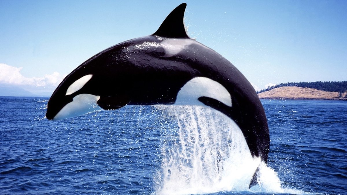 Orcas: Schlaue Teamplayer