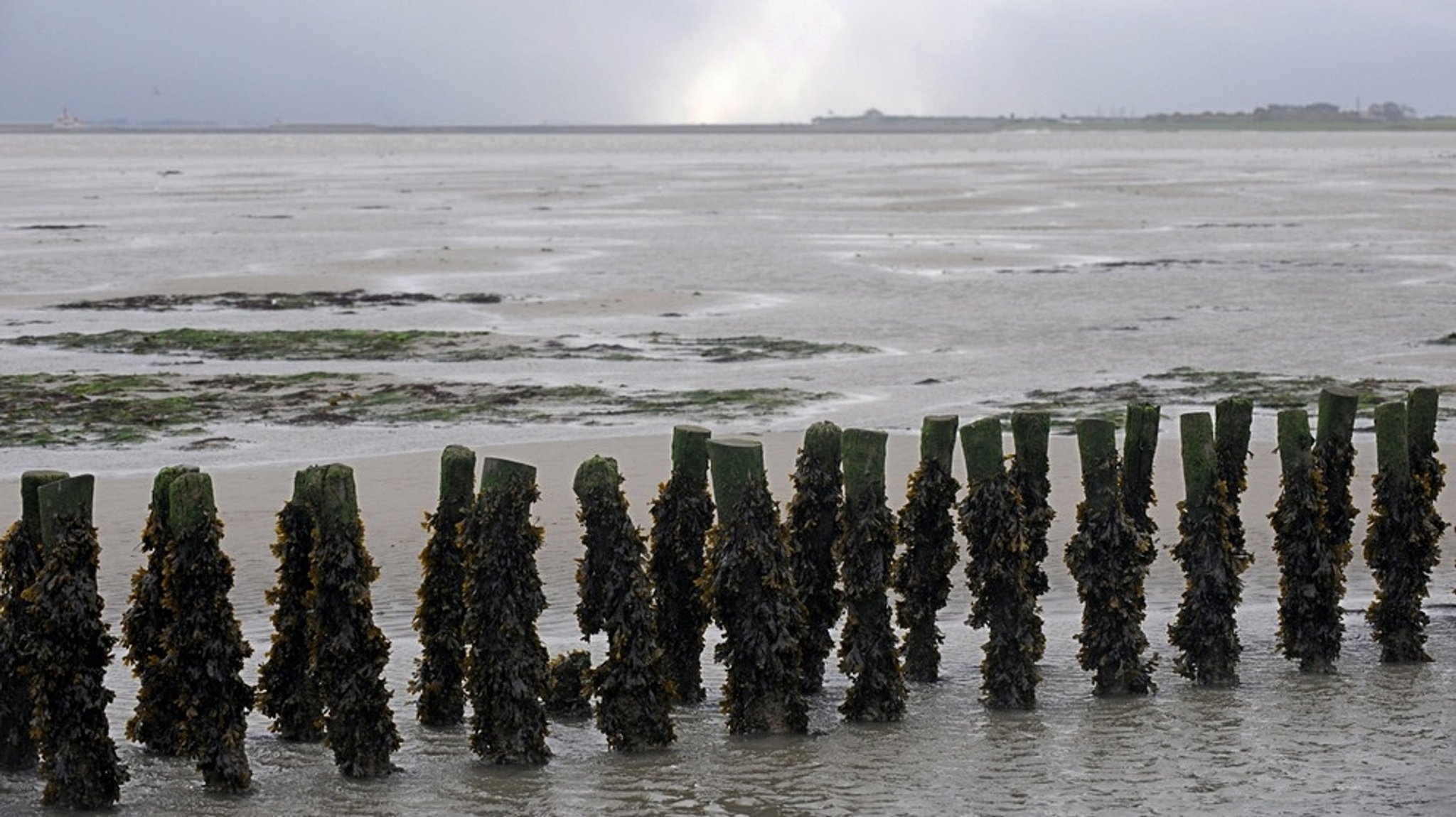 Weltnaturerbe Wattenmeer: Schutz für ein reiches Feuchtgebiet