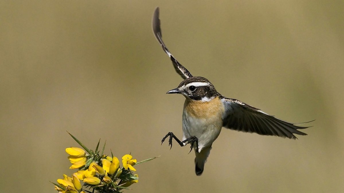 Das Vogelsterben und seine Ursachen: Unsere Vögel sind in Schwierigkeiten