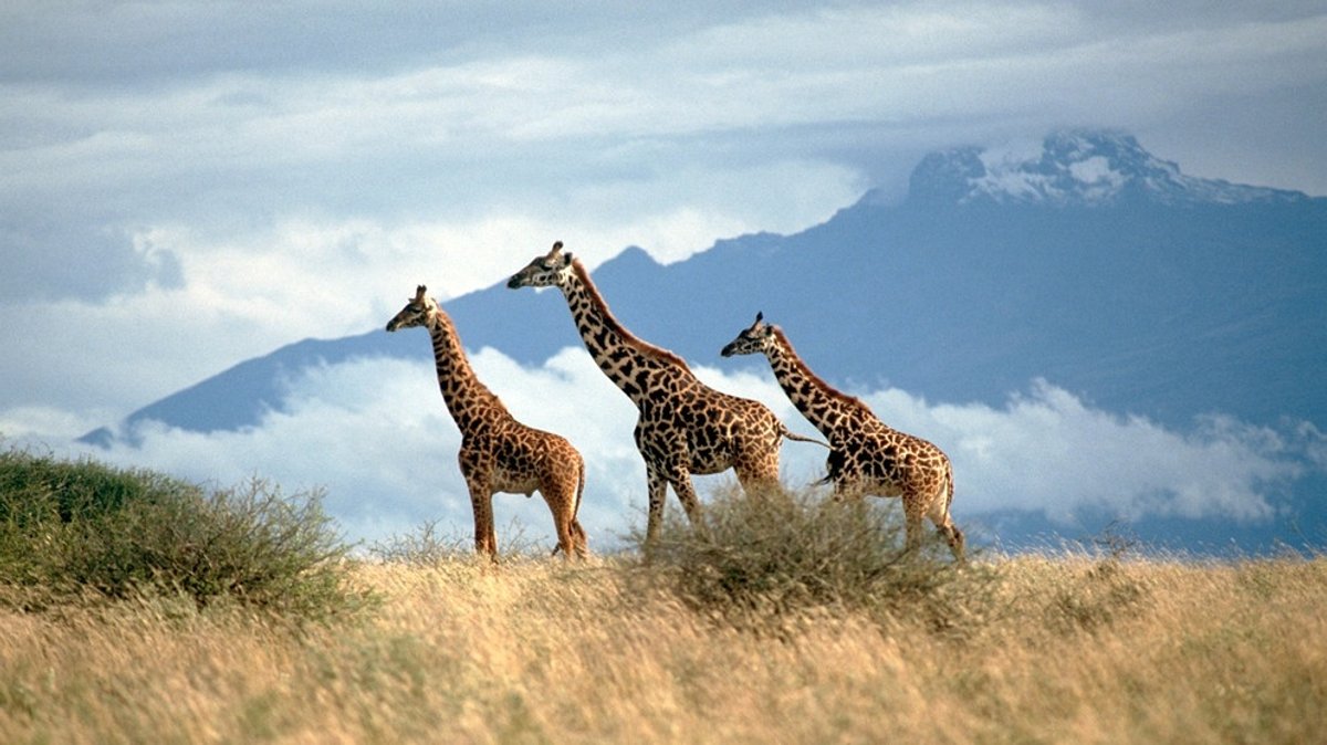 Giraffe auf Roter Liste: Alle vier Giraffenarten sind gefährdet 