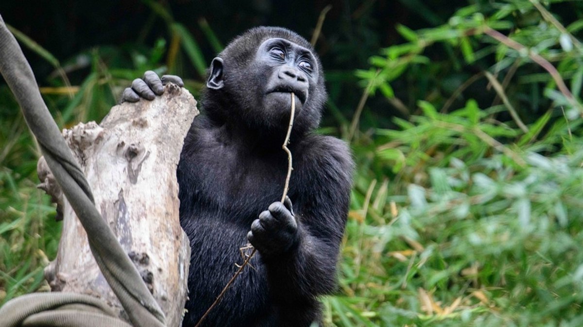 Menschenaffen auf der Roten Liste: Gorillas vom Aussterben bedroht