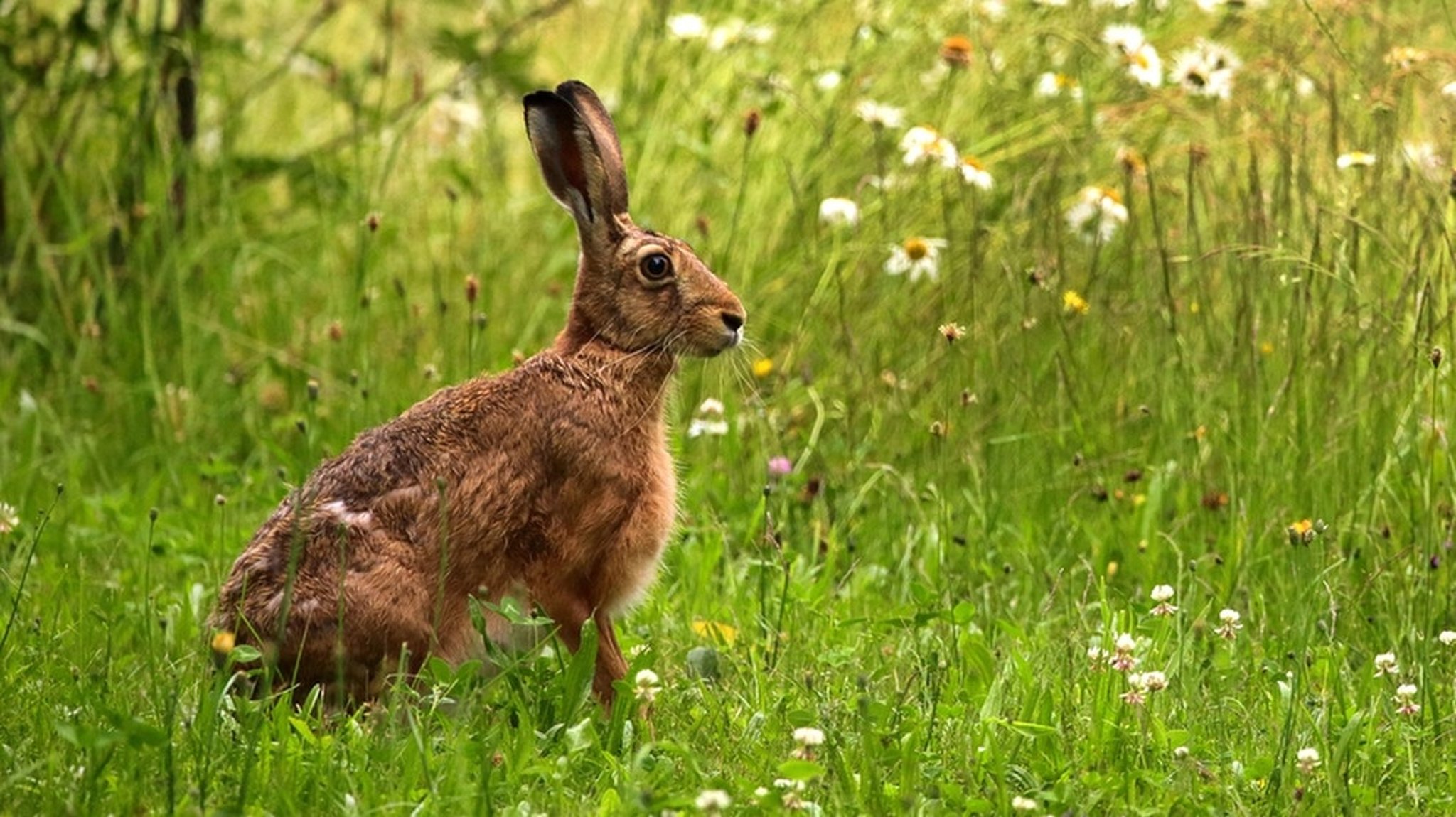 Der Hase: Wie Feldhasen in Deutschland leben und warum sie gefährdet sind