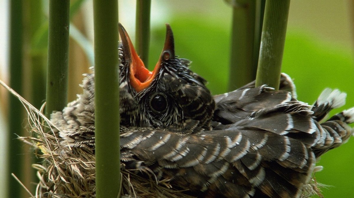 Kuckuck: Schmarotzer-Vogel ist selbst in Gefahr
