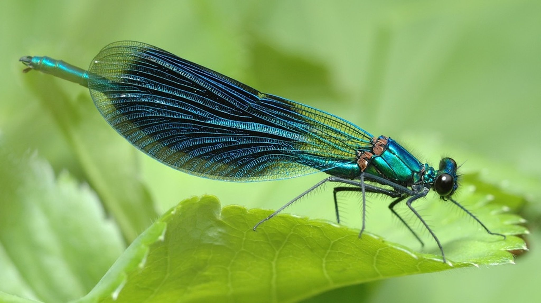 Insektensterben: Drastischer Insektenschwund in Deutschland